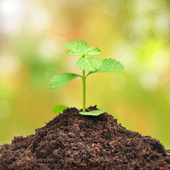 Small green seedling growing from soil on colorful background