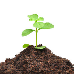 Small green seedling growing from soil on white background