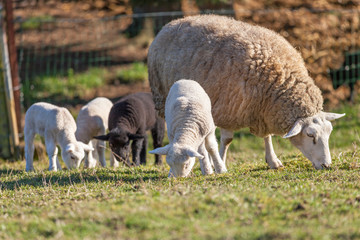 Obraz na płótnie Canvas Mother sheep with her lamb on a field