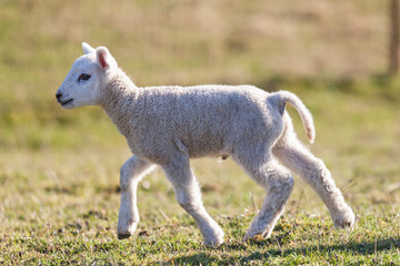 lamb © fuchsphotography