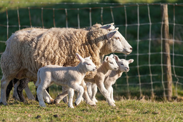 Obraz premium Many Sheep