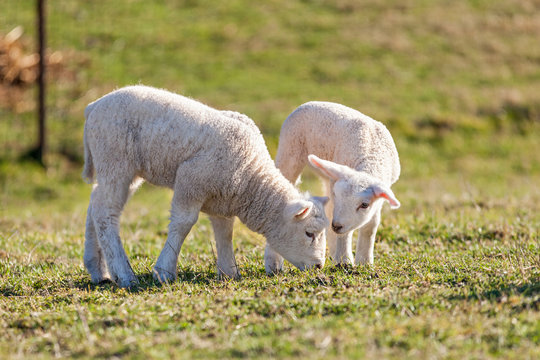 two cute white lambs