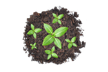 Small green seedlings growing from heap of soil