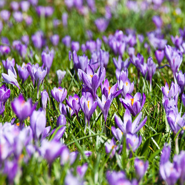 Krokusse