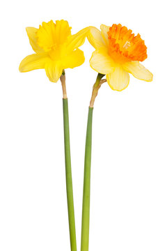 Two yellow narcissus