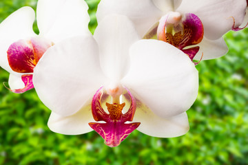 Fototapeta na wymiar Blooming white and red orchid on the fresh green background,