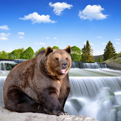 Brown bear sitting at the waterfall