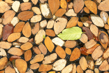Fallen rain tree leaves in pond
