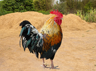 Thailand male chicken