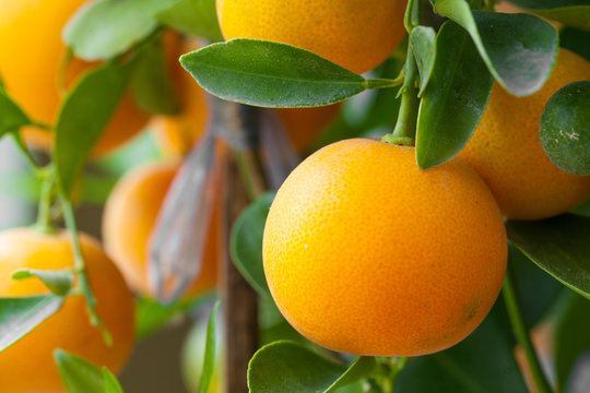 Fresh orange on orange tree