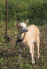 Obraz premium Funny little kid on a leash.