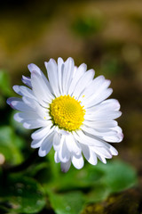 Obraz premium Daisey close up