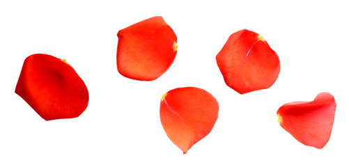 Beautiful red rose petals, isolated on white
