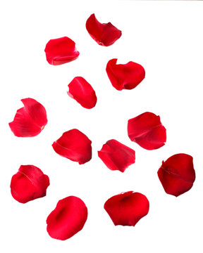 Beautiful red rose petals, isolated on white