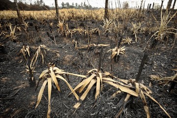 burned pineapple