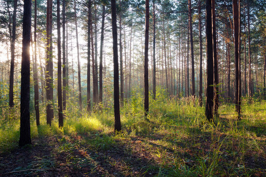 Fototapeta sunset in the woods