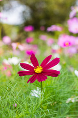 Fototapeta premium Comos flower