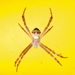 Closeup Spider