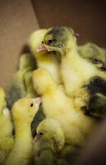 newborn geese