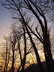 Bäume im Zwielicht