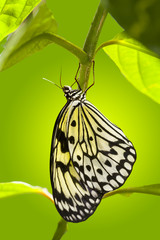 Paper Kite Butterfly