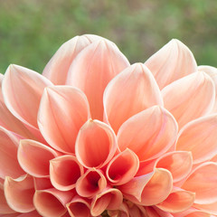 Dahlia flower