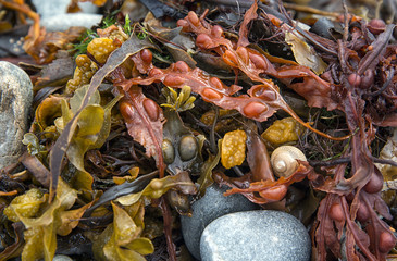 A Grey Top Shell, nestled between Wrack Seaweed and Pebbles.