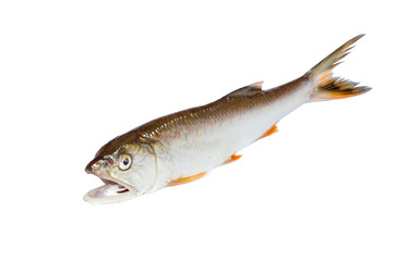 Freshwater white background