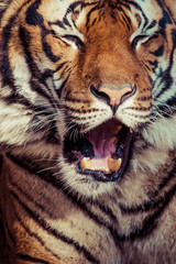 Close-up of a Tigers face.