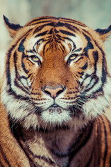 Obraz premium Close-up of a Tigers face.