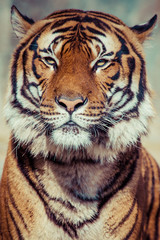 Close-up of a Tigers face.