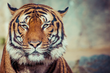 Naklejka premium Close-up of a Tigers face.