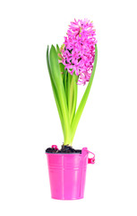 Spring Pink Hyacinth Isolated over White Background