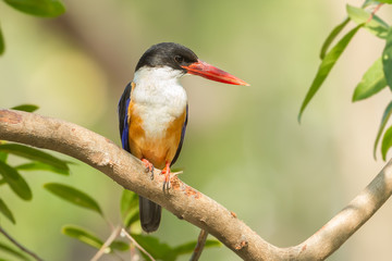 Black-capped Kingfisher (Halcyon pileata) in nature