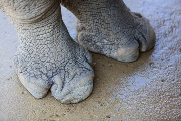 Rhino foot  close-up