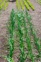 Onion and lettuce plants in vegetable garden.