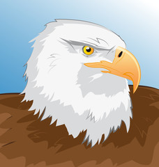 Sea eagle vector illustration