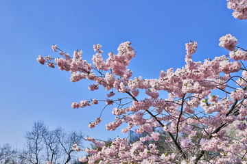 Cherry blossoms