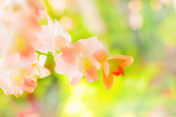 Obraz premium Orchid