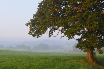 Foggy Landscape - 62608157