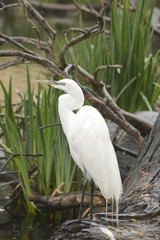 Great Egret in the rain
