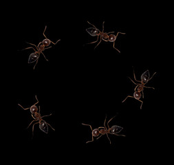 ants on a black background. macro