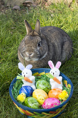 Zwergkaninchen mit Ostereierkorb