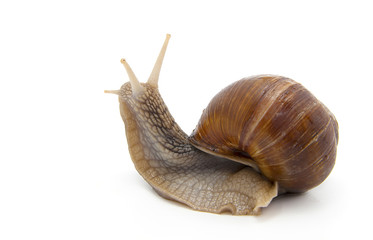 Garden snail on white background