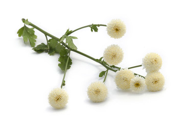 Camomille