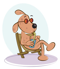 Dog on chair drinking water taking sunbath