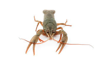 River raw crayfish