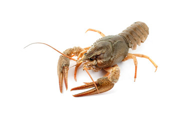 River raw crayfish