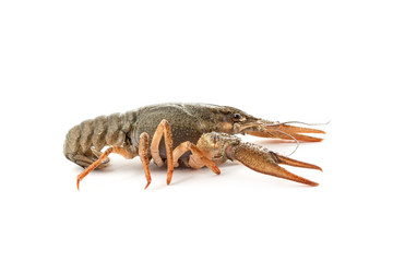 River raw crayfish