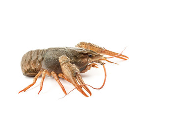 River raw crayfish